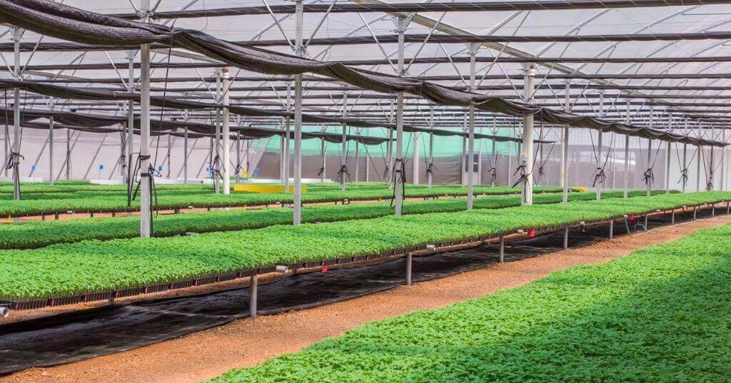 Enduramaxx-Commercial-Greenhouse-Rainwater-Harvesting-Systems-for-Irrigation-2