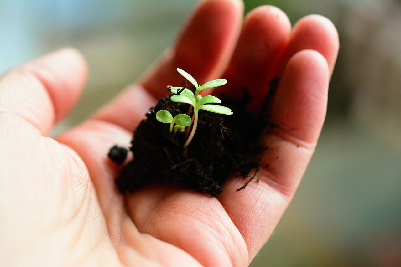 A handful of soil with a small plant, showing the importance of conserving water for regenerative agriculture. 