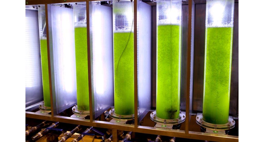 Industrial Wastewater Treatment Using Microalgae