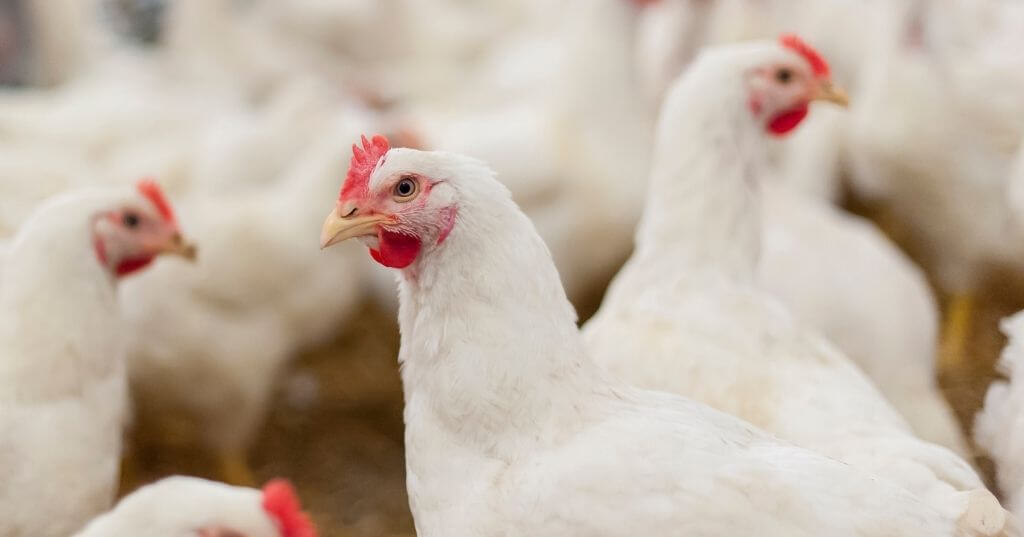 What Are The Water Requirements For Poultry, Chickens & Broilers?