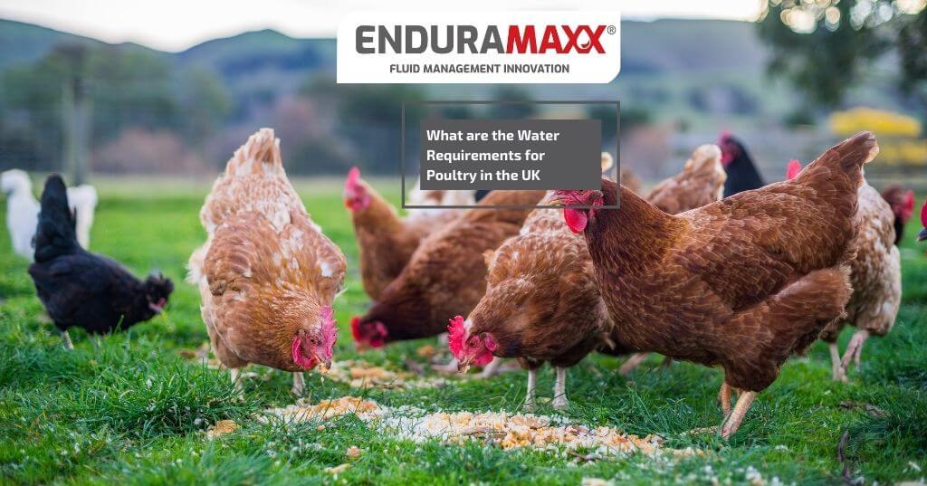 What Are The Water Requirements For Poultry, Chickens & Broilers?